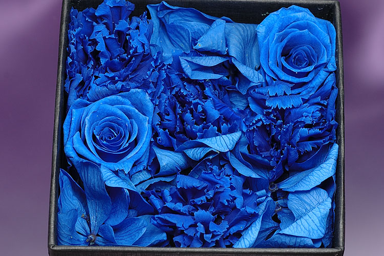 Royal Order SP350 CLEAR option photo7