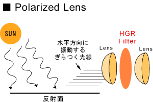 Polarized Lens